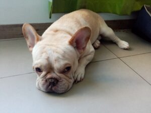 ブルドッグの飼い方｜短頭種特有の健康管理と暑さ対策