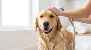 犬の体臭対策完全ガイド｜臭いの原因別ケア方法